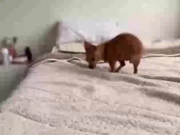 teffsweet18 on Chaturbate