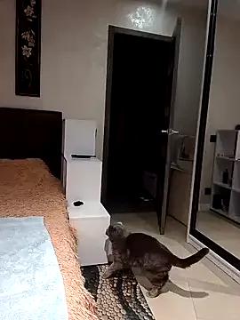 Freechat KissMiSveet on StripChat